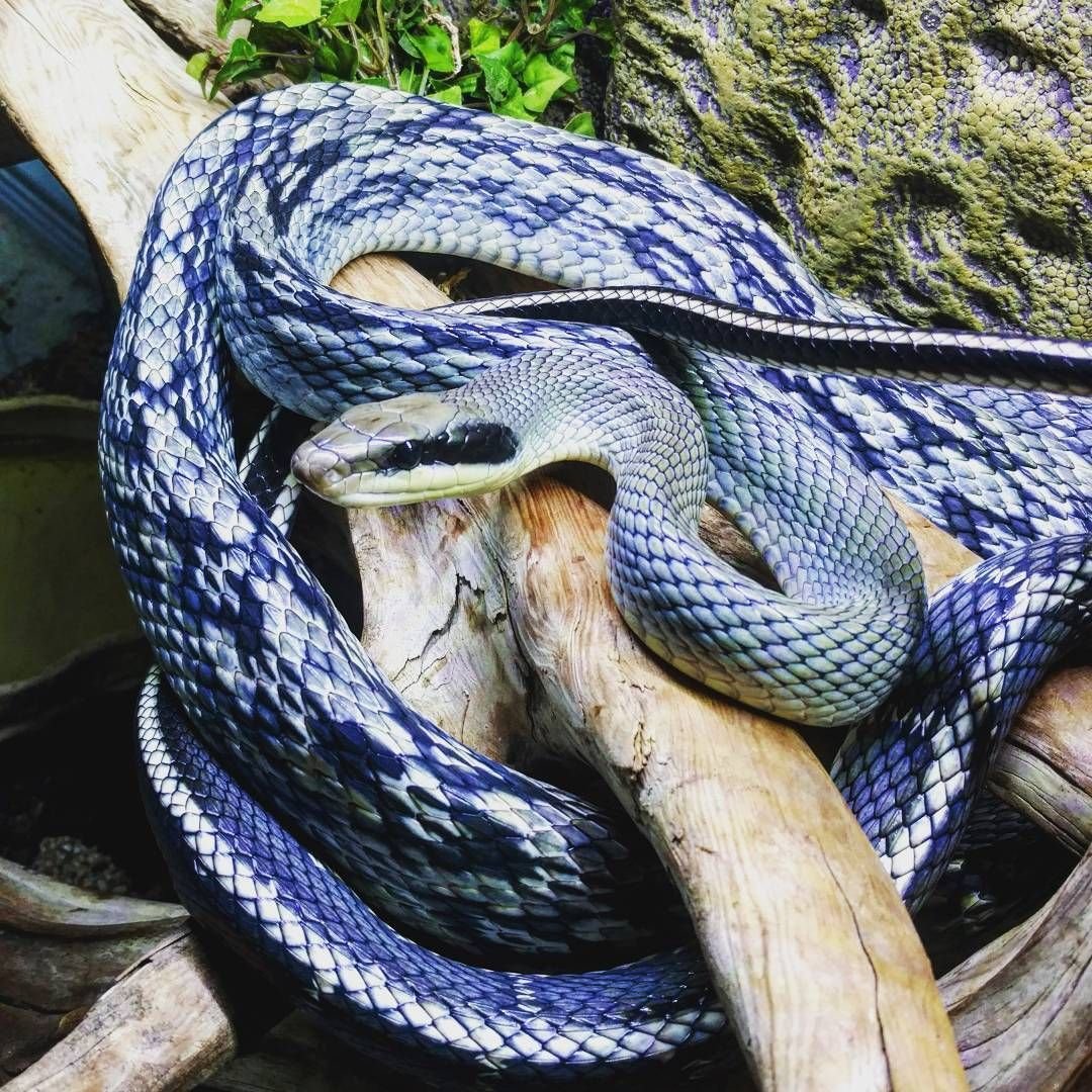 Уж ловит рыбу