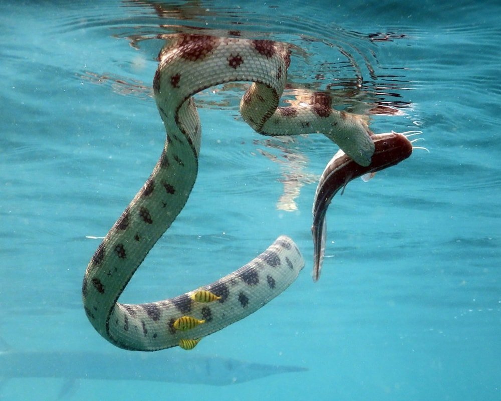 Коротконосая морская змея