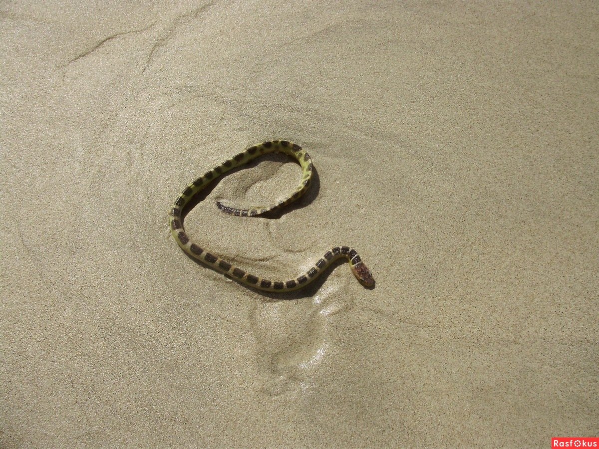 Гигантский морской змей