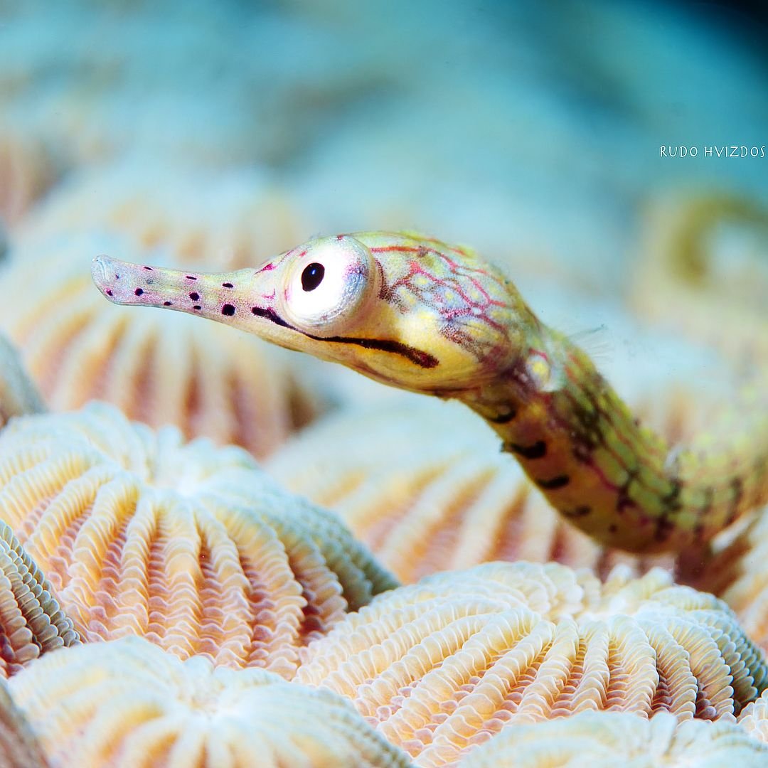 Море животные змееподобные