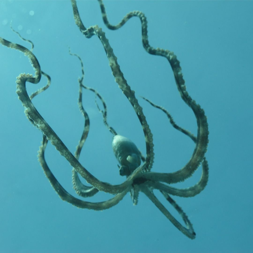 Can the Octopus Swim in the Water?