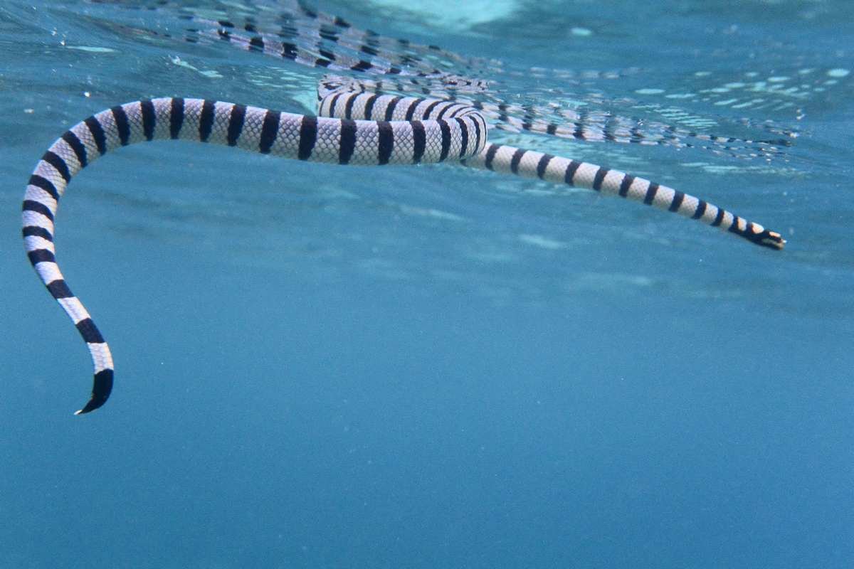 Бычколов змея