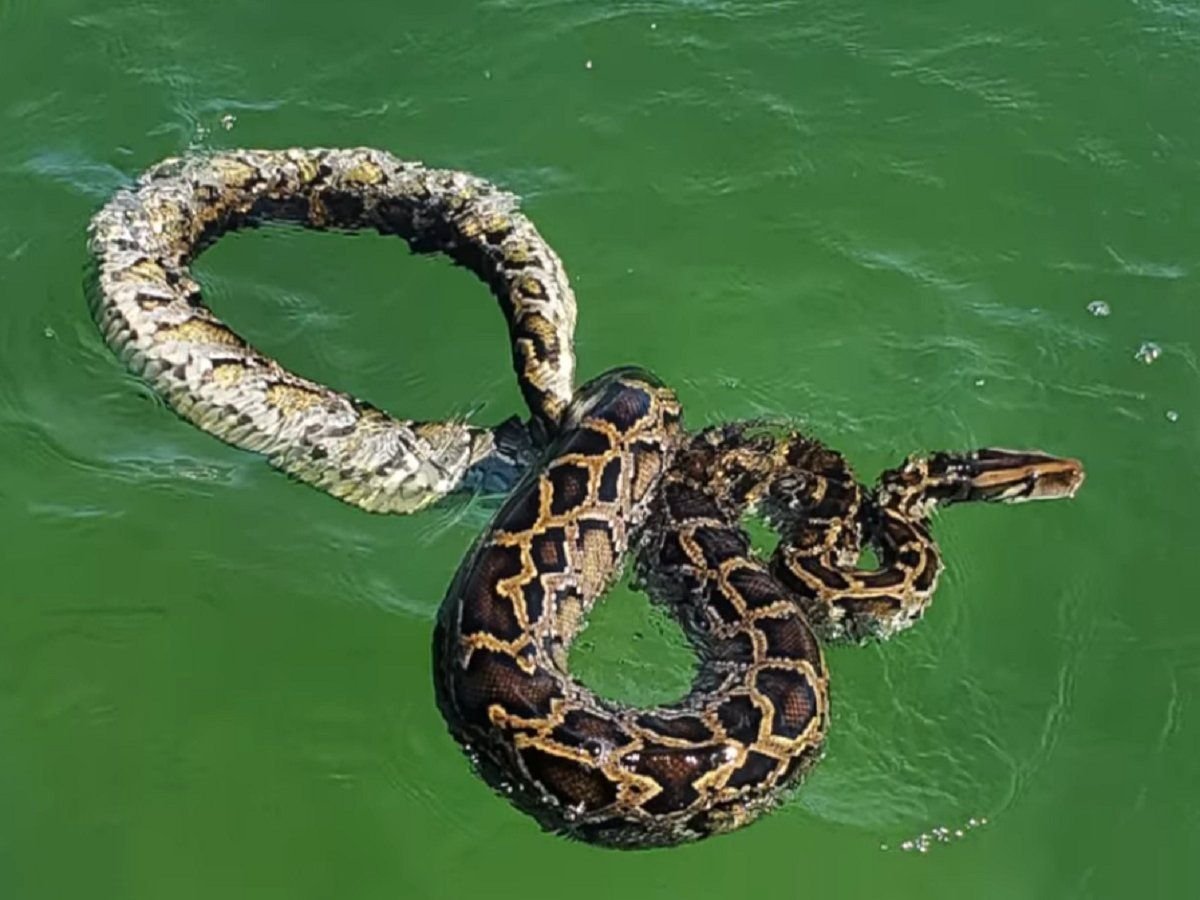 Большие змеи в воде. Большая змея в воде. Самые большие змеи на воде.
