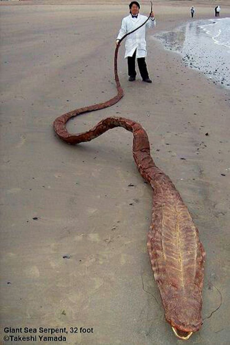 Голубой тонкохвостый полоз