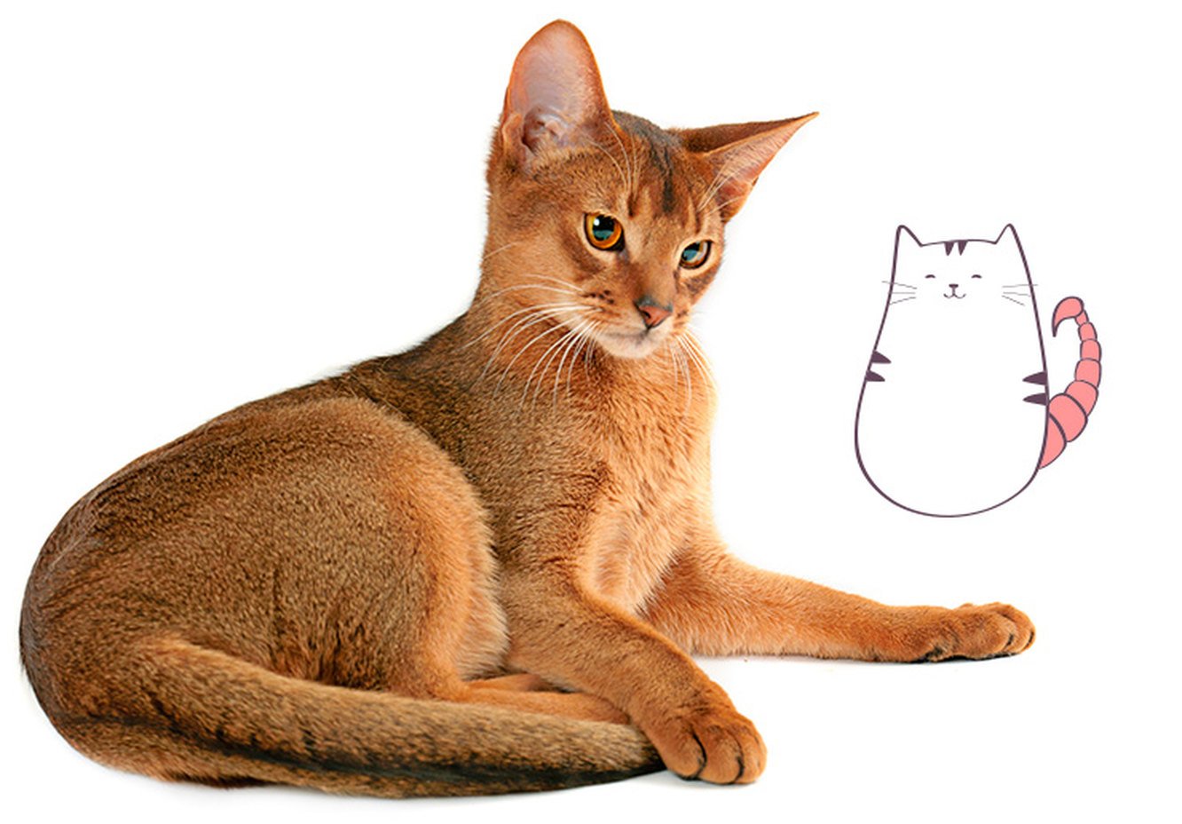 Абиссинская кошка рисунок
