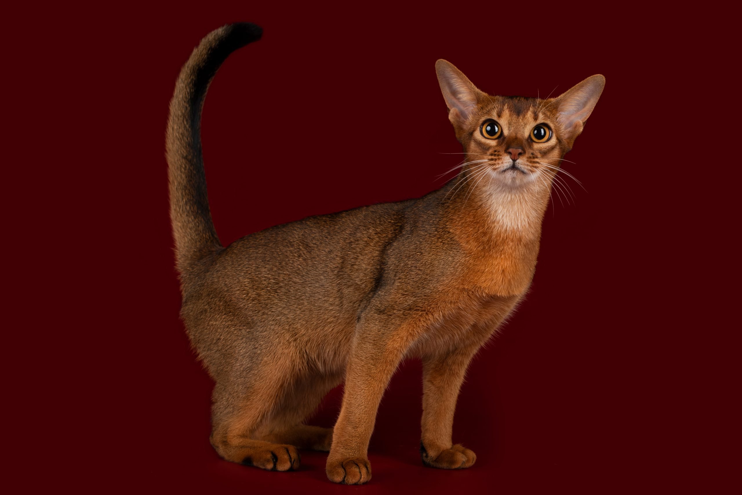 Рассмотрите фотографию кошки породы абиссинская. Абиссинская кошка. Кот породы абиссинец. Родина Абиссинской кошки. Гвизоция Абиссинская.