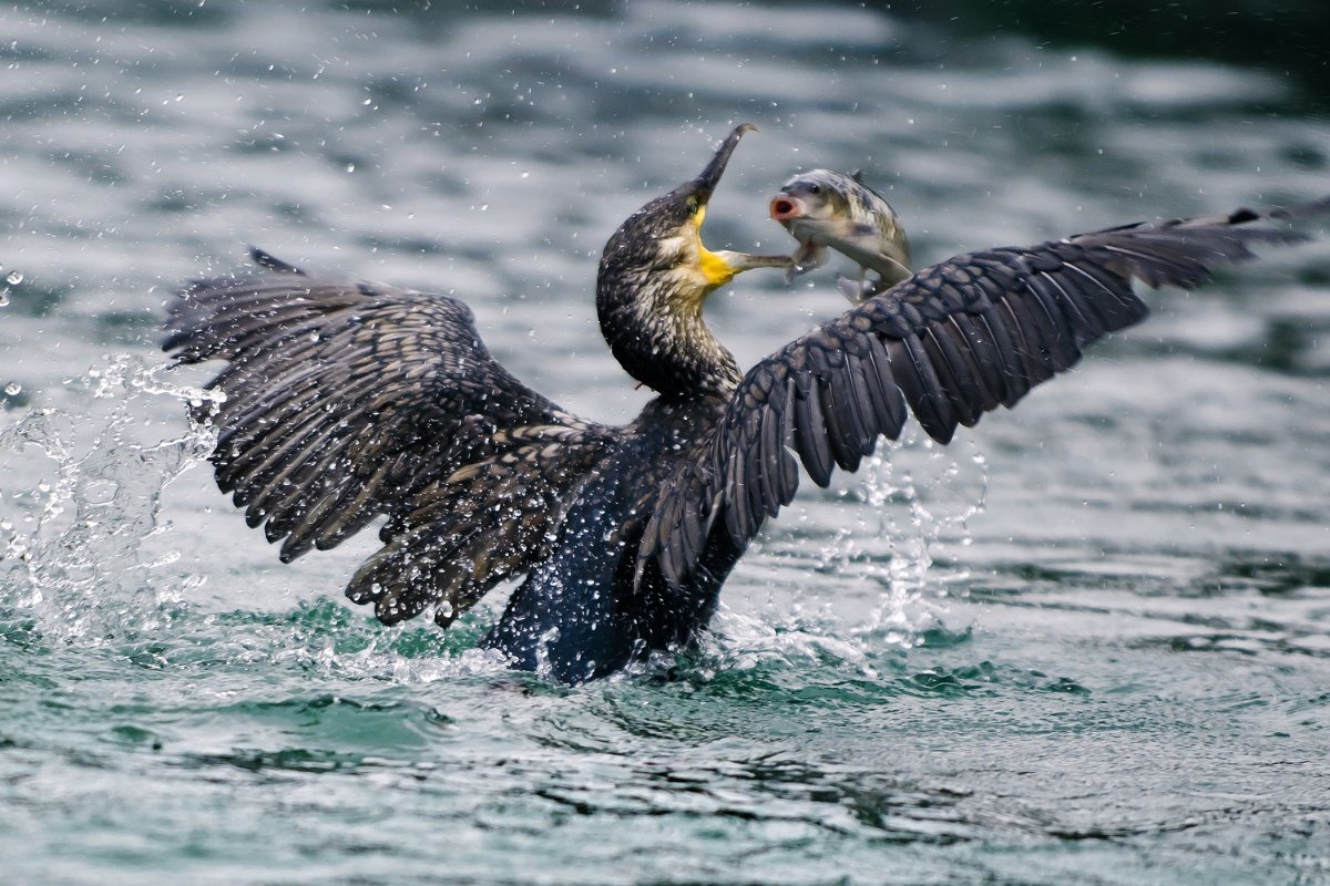 Баклан Черноморский птица