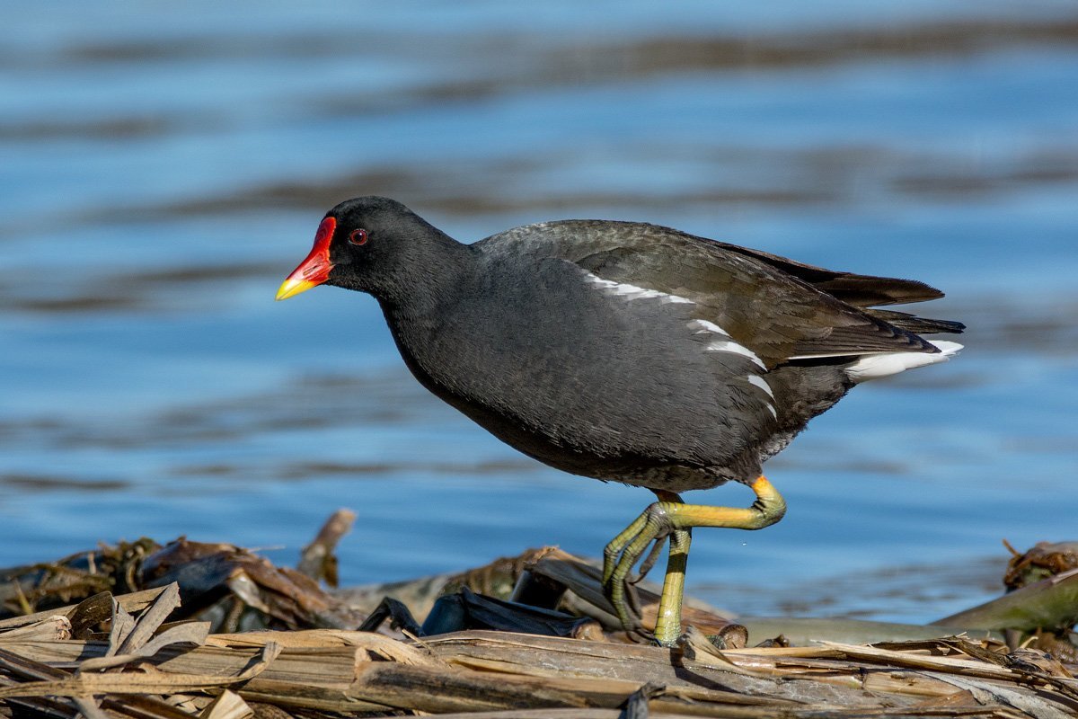 Камышница Gallinula chloropus