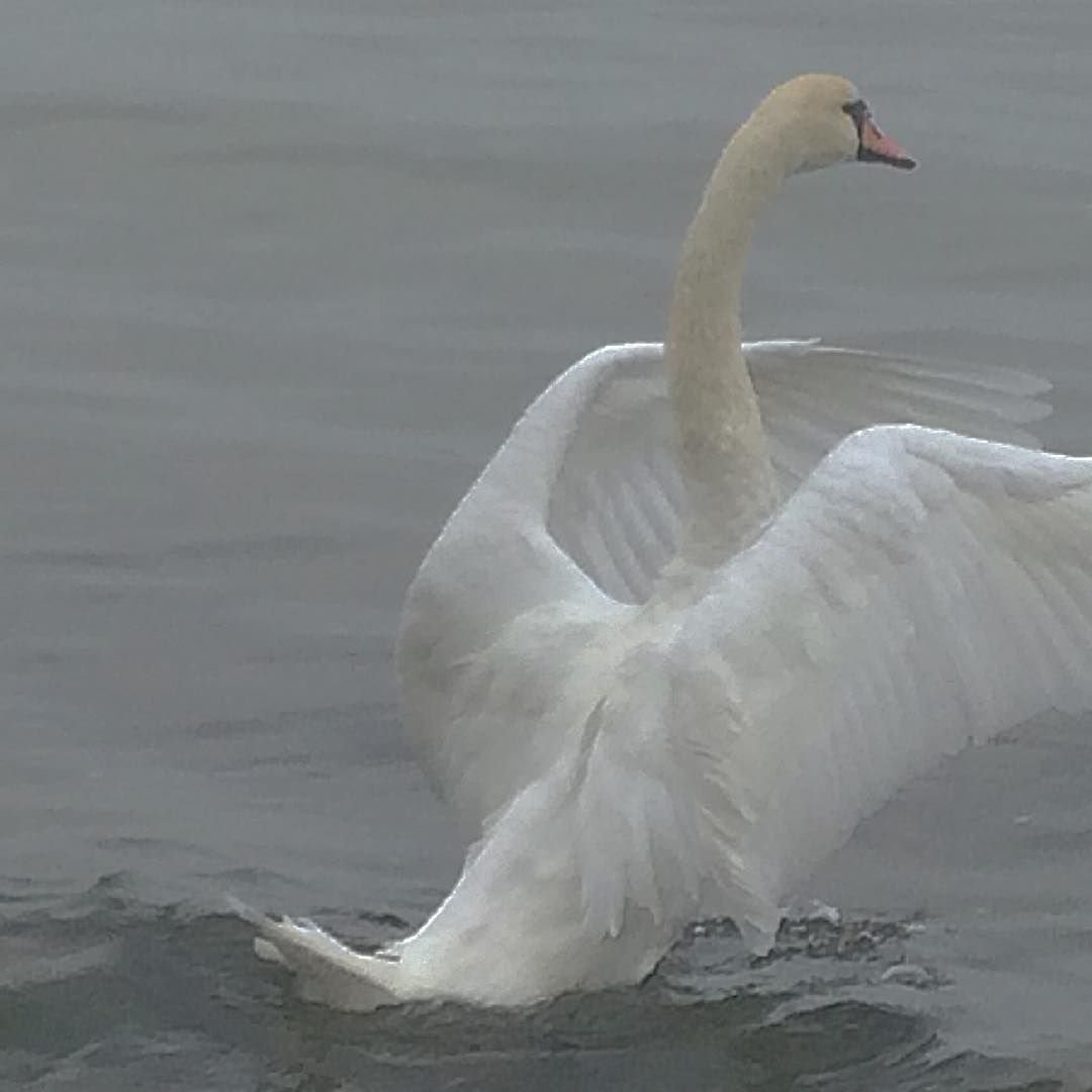 Полярная Сова фото