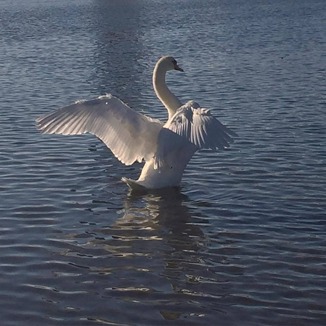 Синяя мухоловка птенец в гнезде