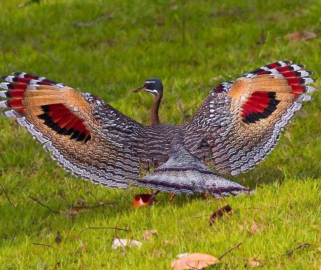 Большерот рыба-Пеликан