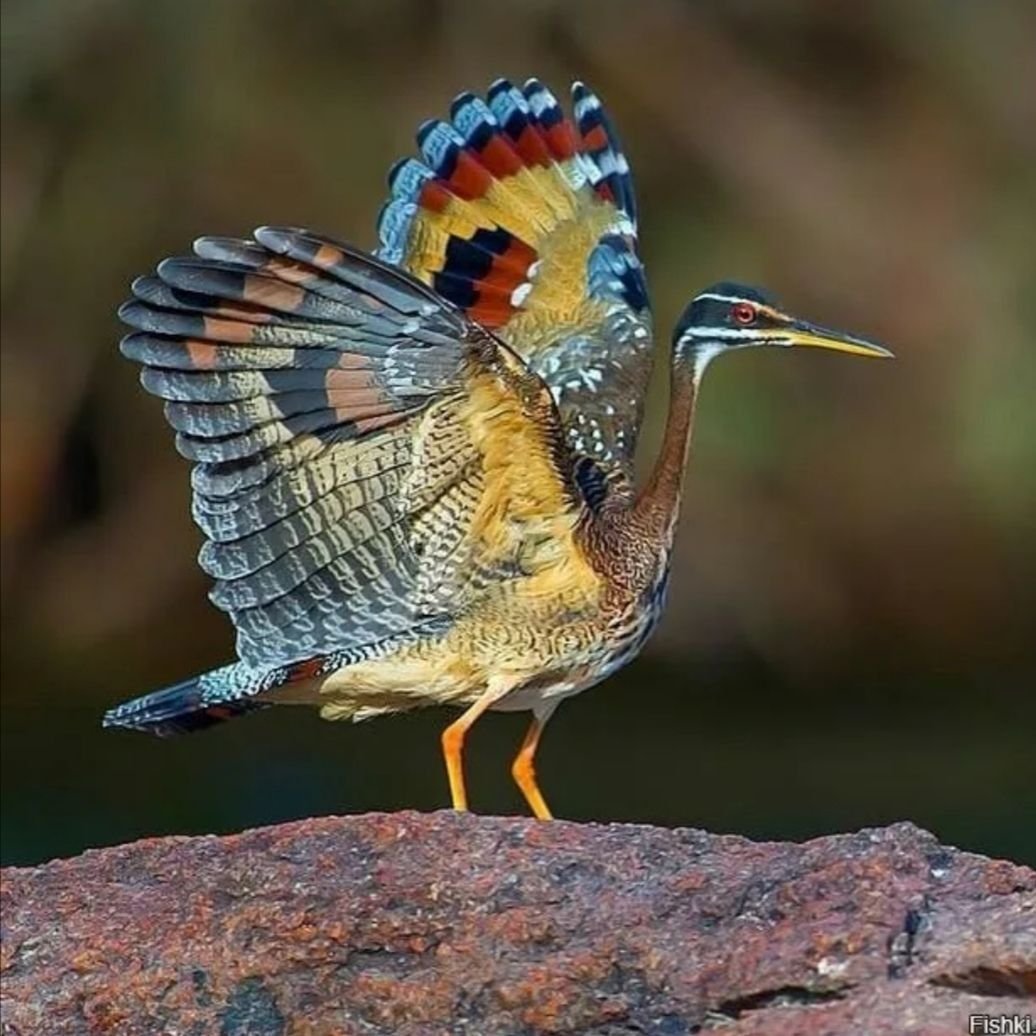 Розовый Какаду Гала