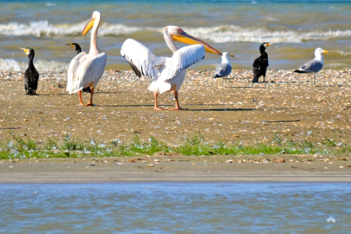 Зимующие птицы средней полосы России и названия