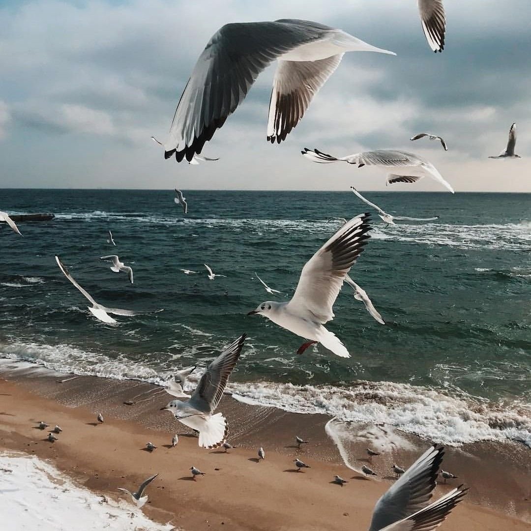 Венценосный журавль Африки