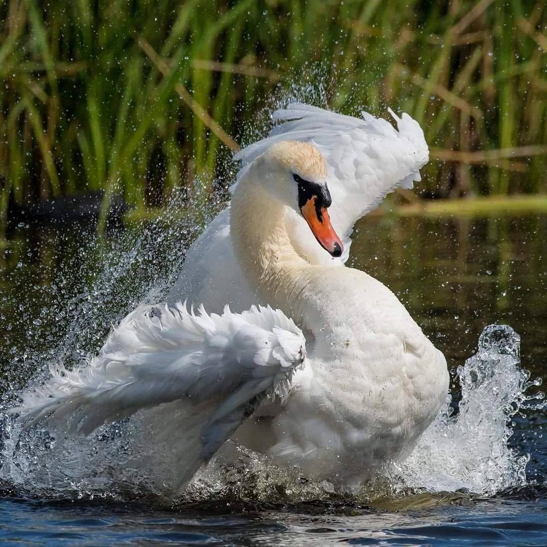 Лебедь шипун птица