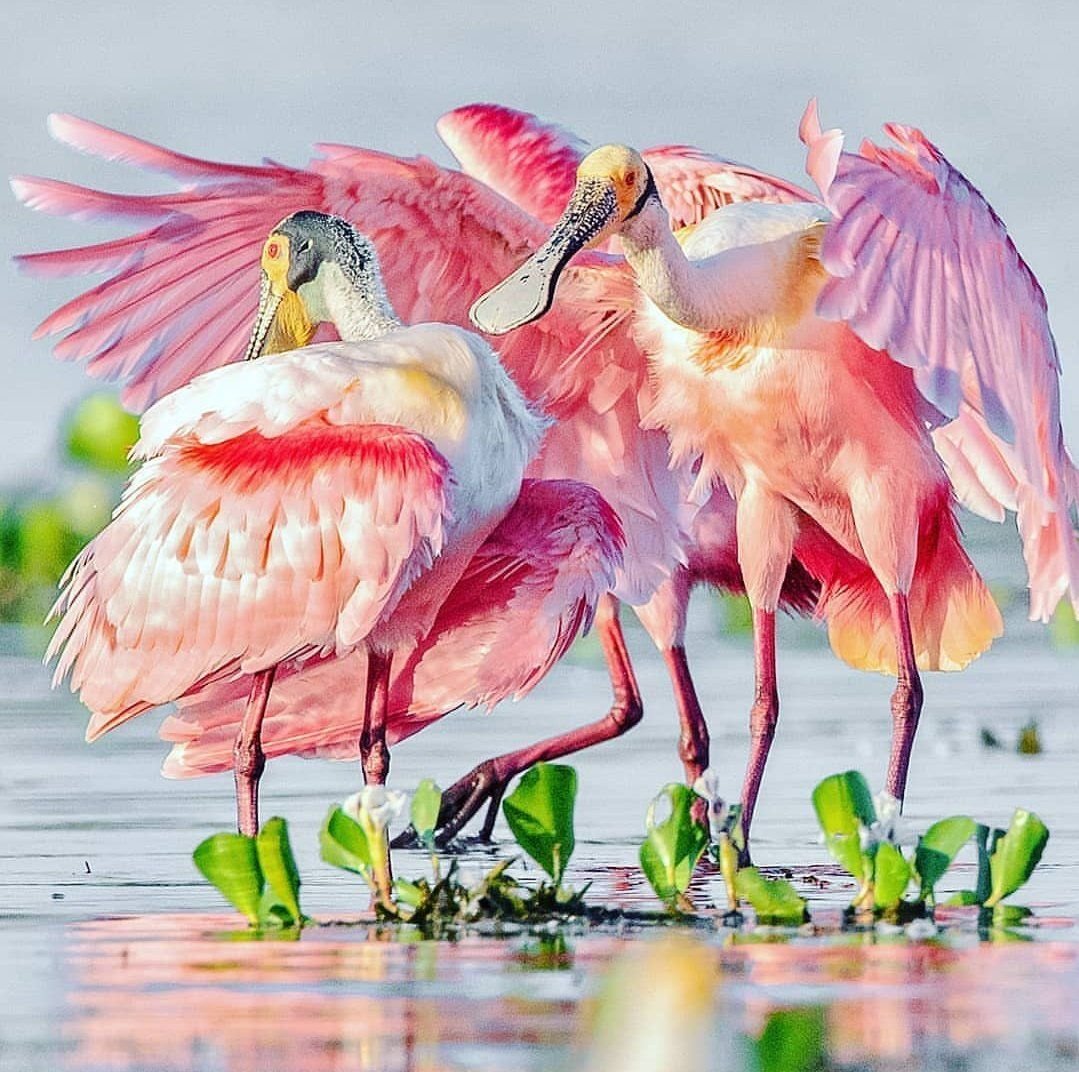 Розовая колпица птица