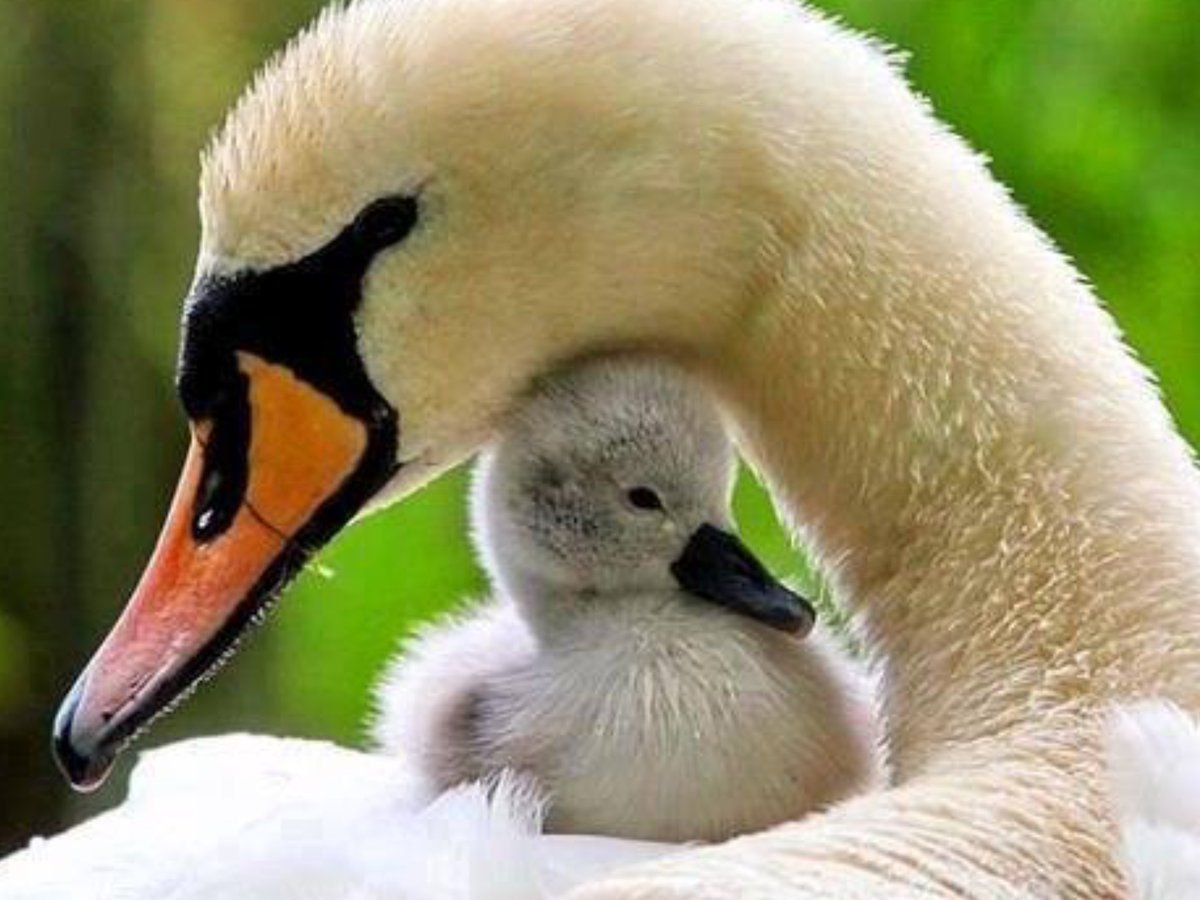 Лебедь с лебедятами