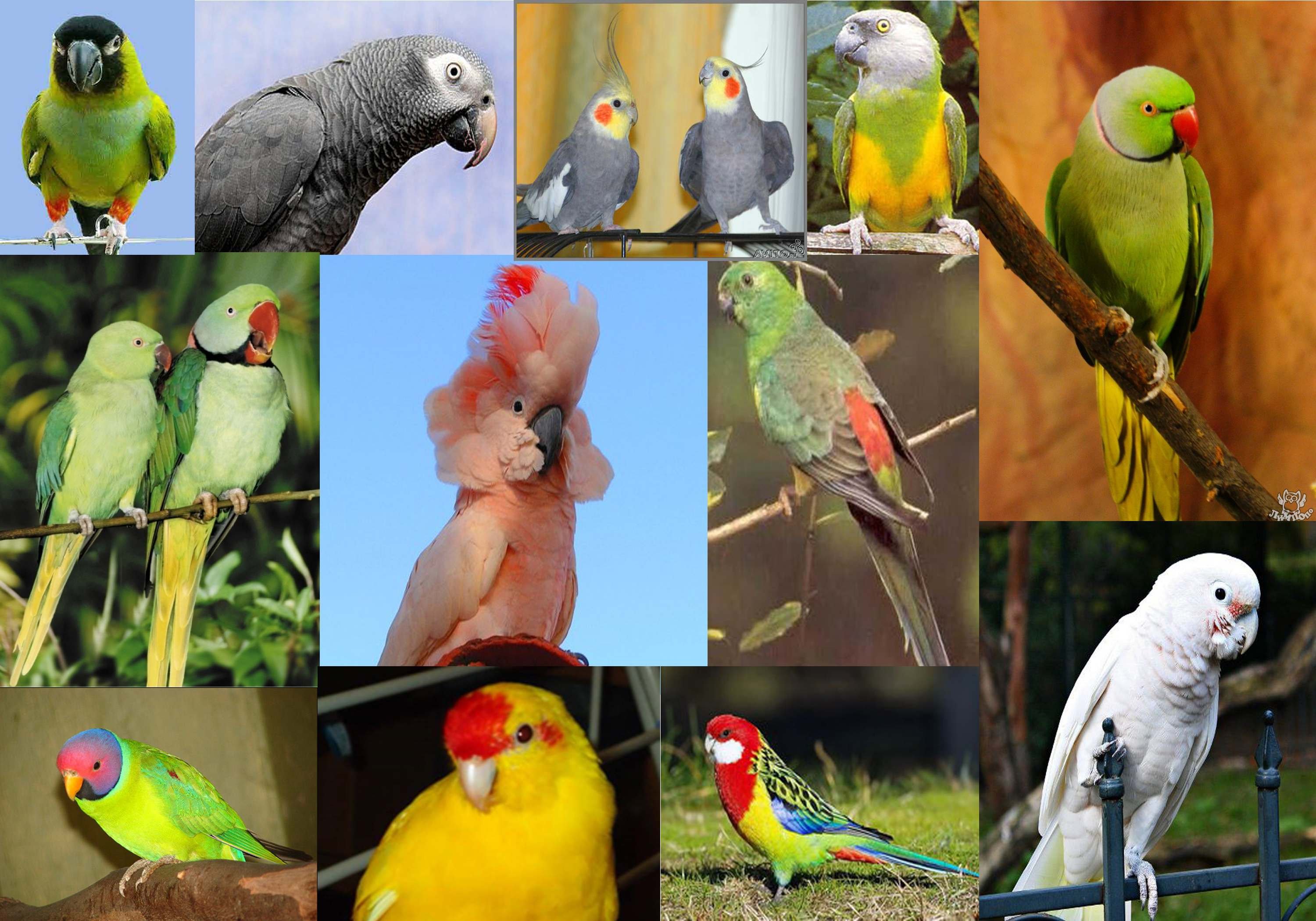 В зоопарке живут 5 видов попугаев каждому. Разные породы попугаев. Популярные попугаи. Средние попугаи. Попугаи коллаж.