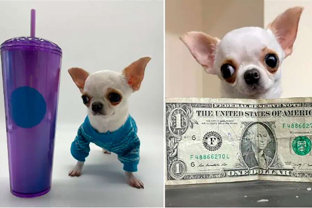 Тату чихуахуа эскиз