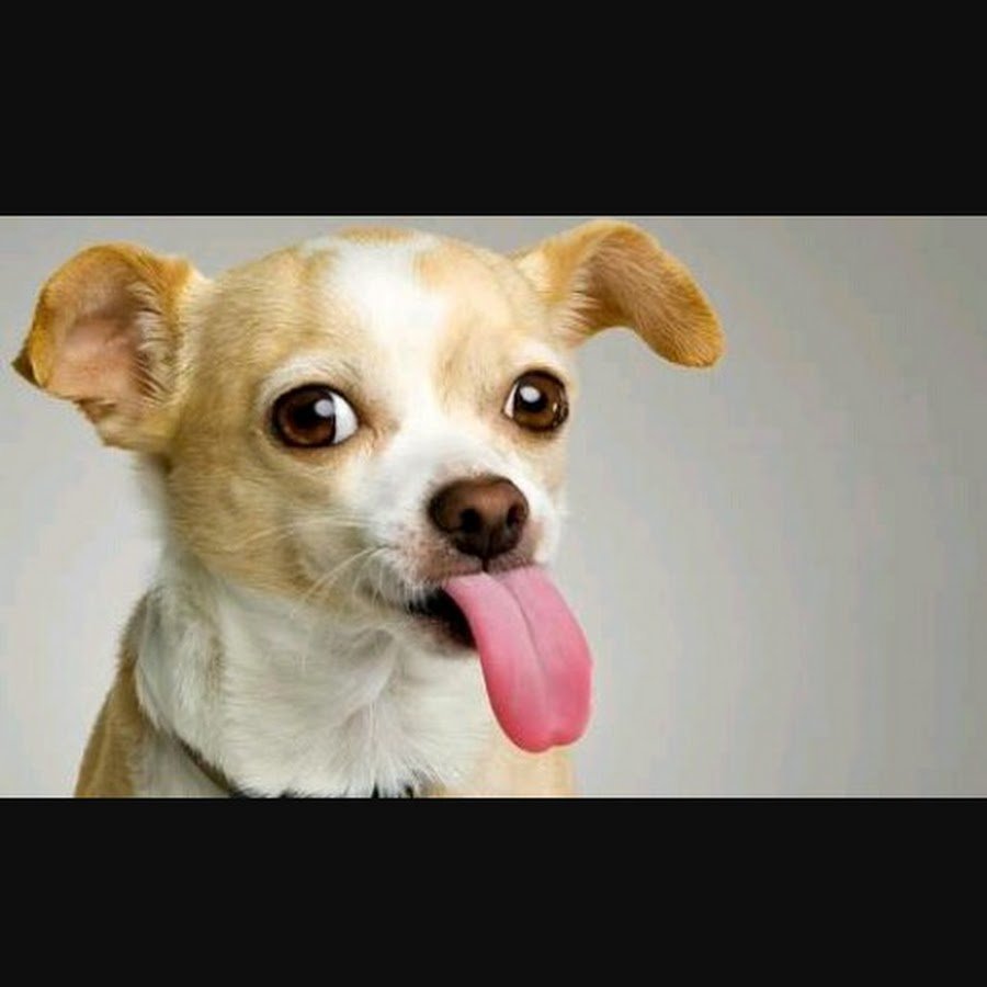 Шишколобый Гнидодав