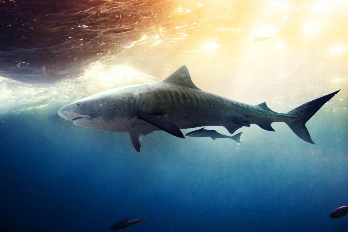 Акула тигровая Шарк