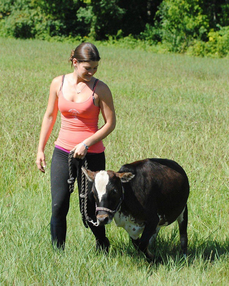 Пушистая корова