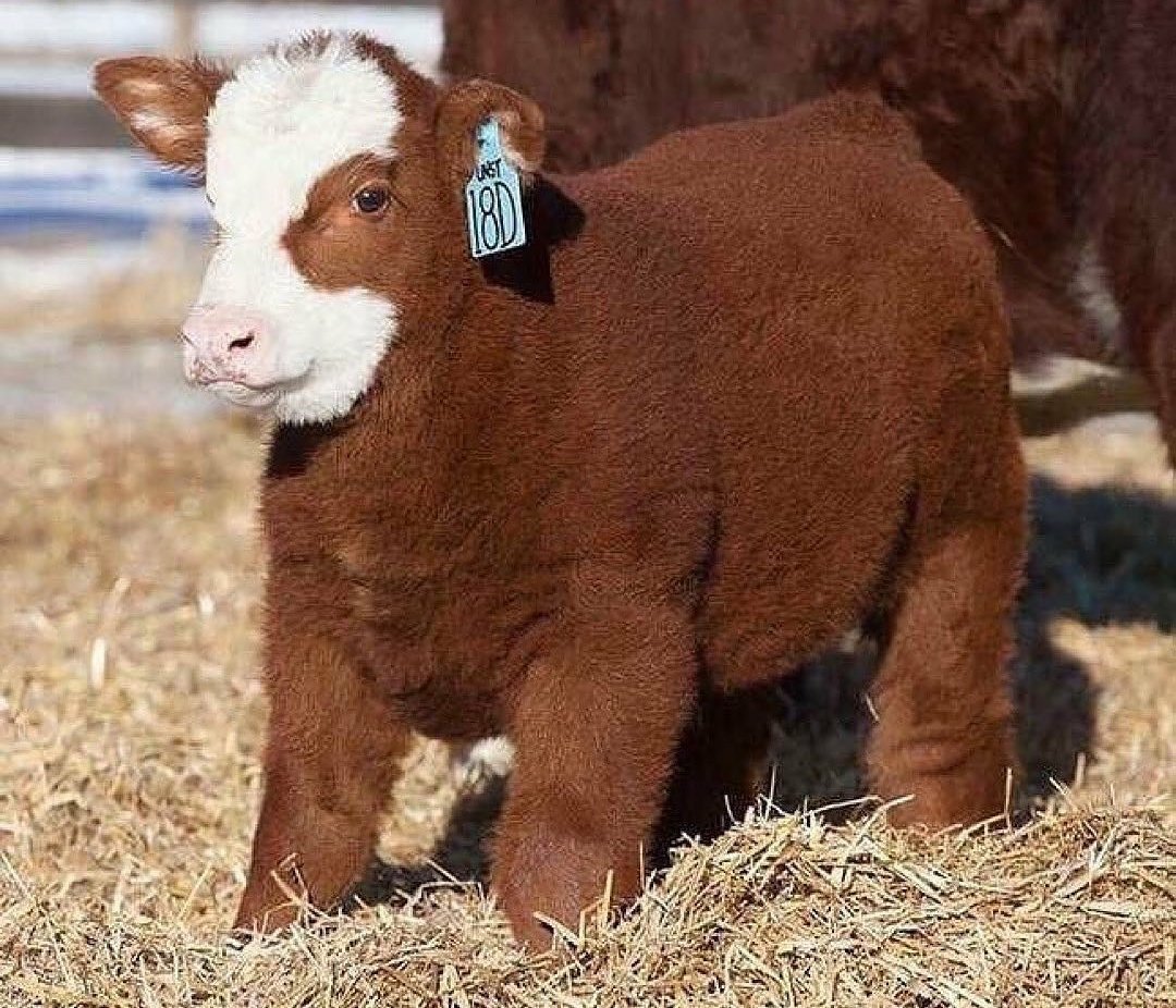 Шотландская корова хайлендер