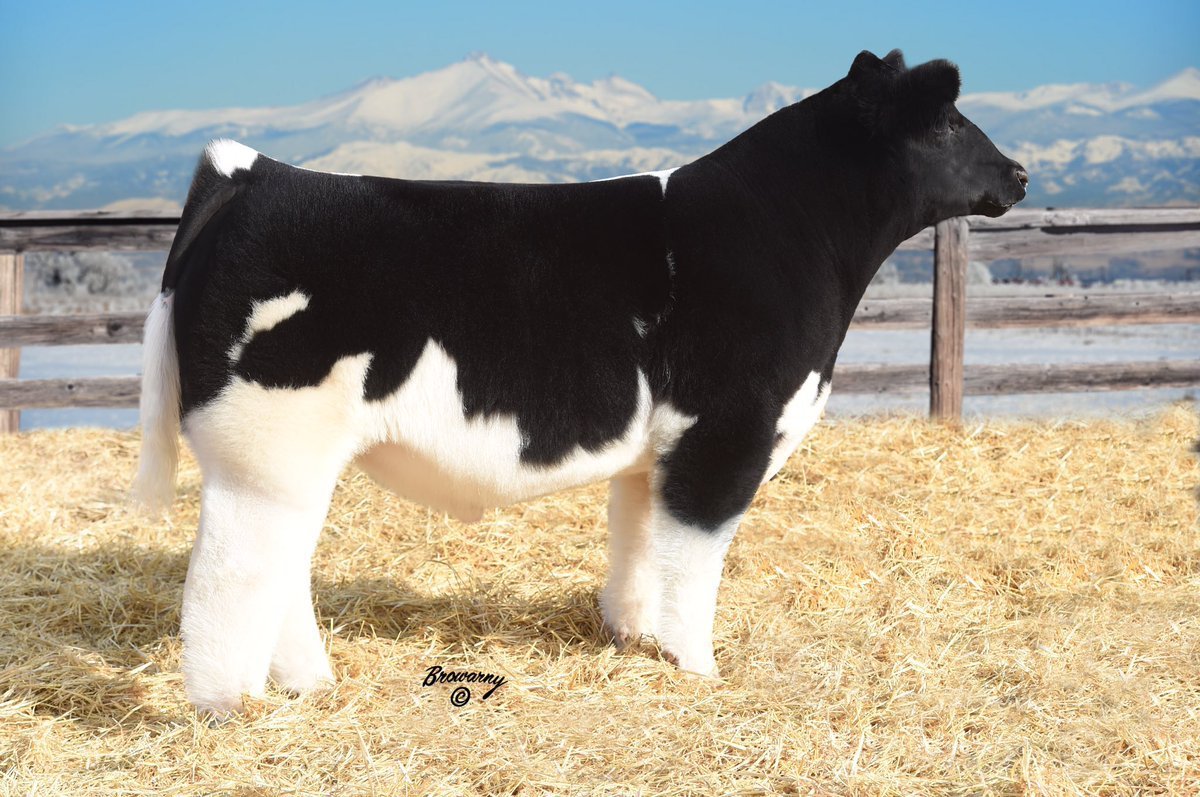 Карликовая корова