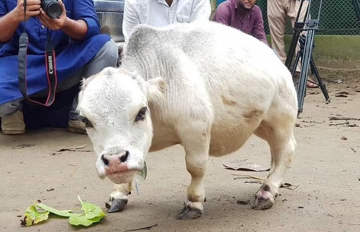 Мини коровы хайленд