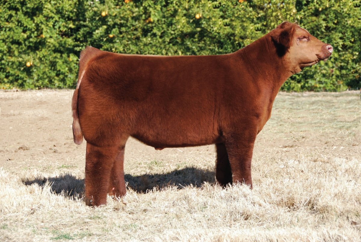 Декоративные коровы