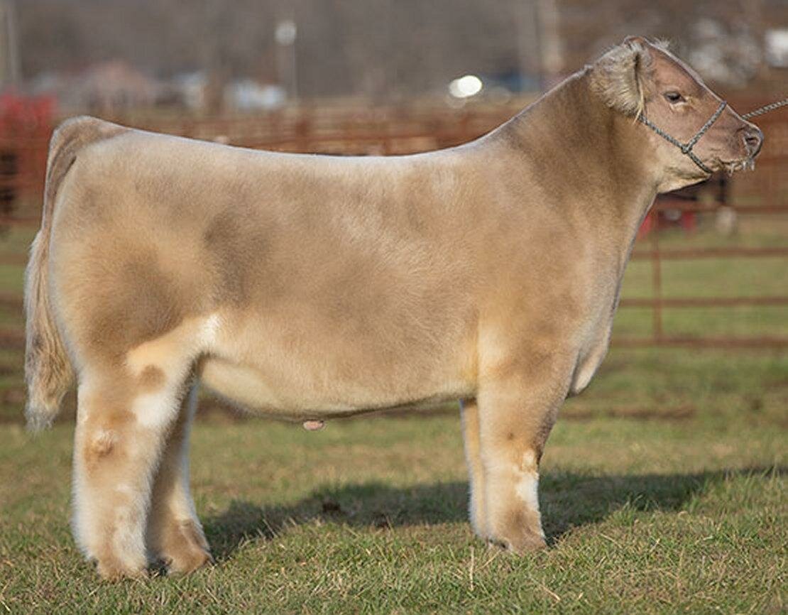 Карликовая корова