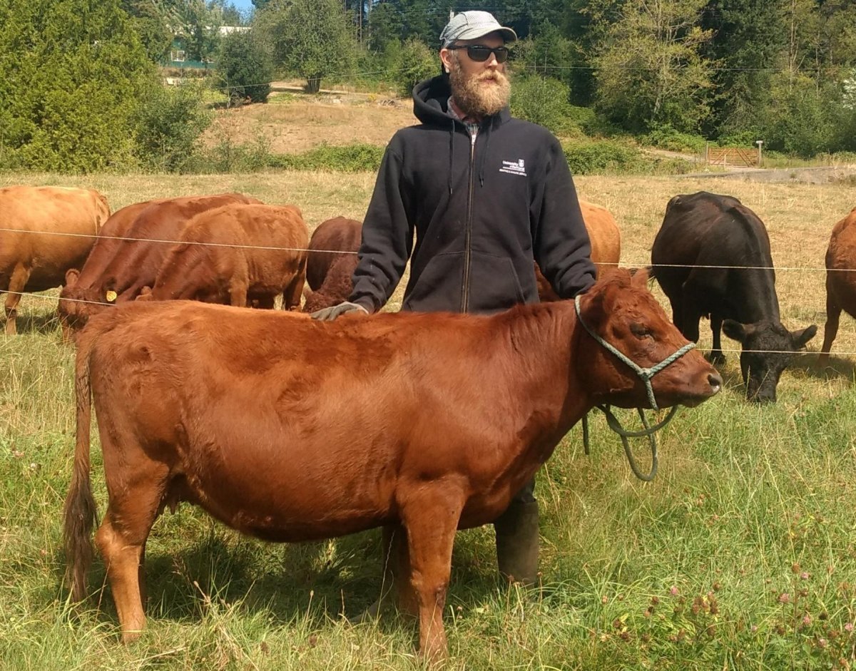 Карликовая корова зебу