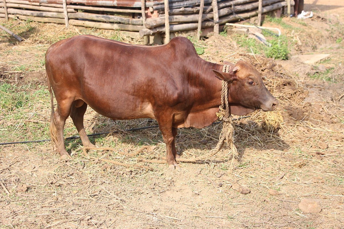 Мини корова вечур