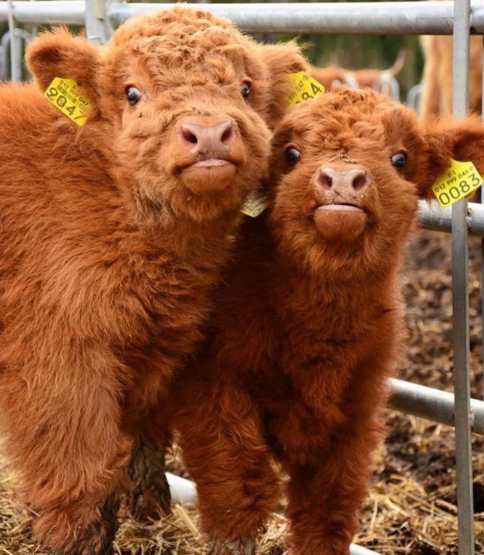 Гелбфи порода коров