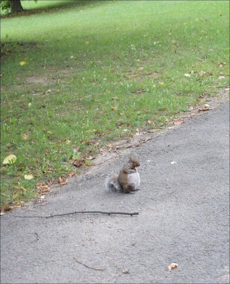 Беременная Белочка