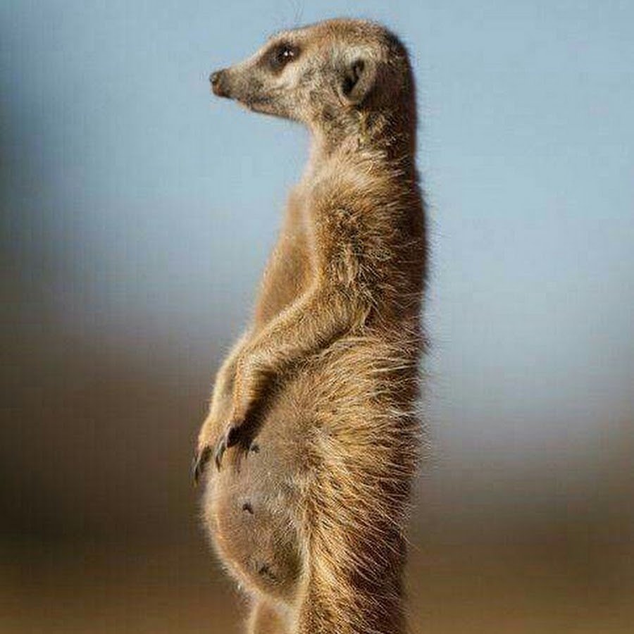 Беременный сурикат