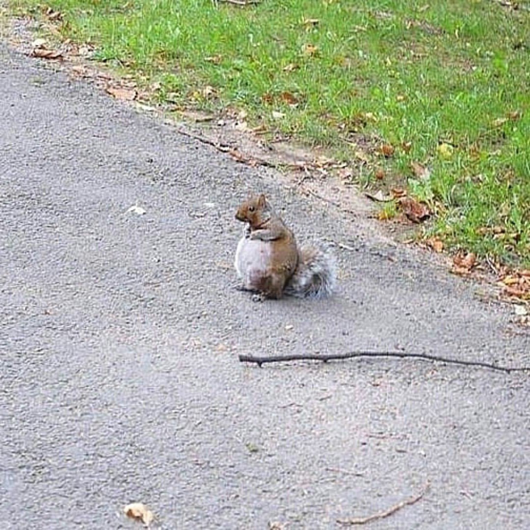 Беременная белка