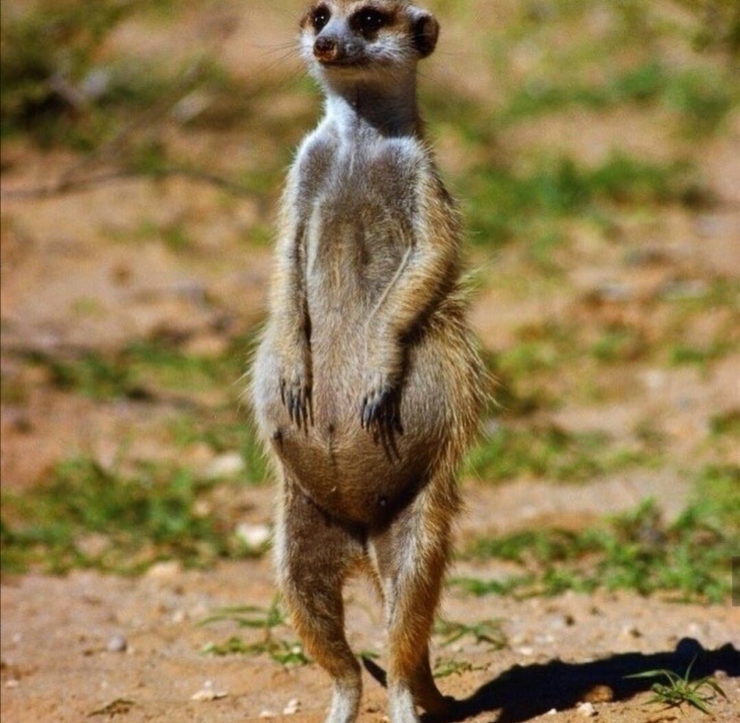 Беременный сурикат