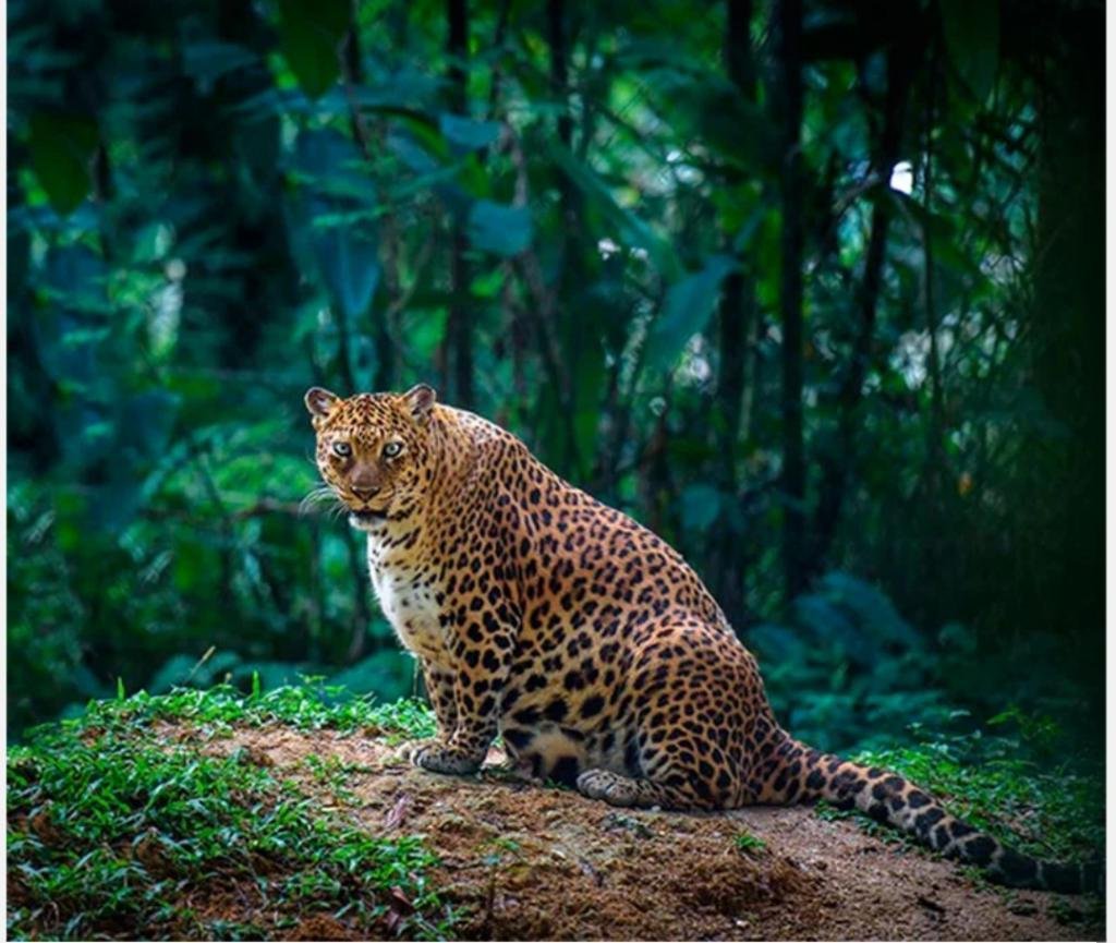 Толстый леопард