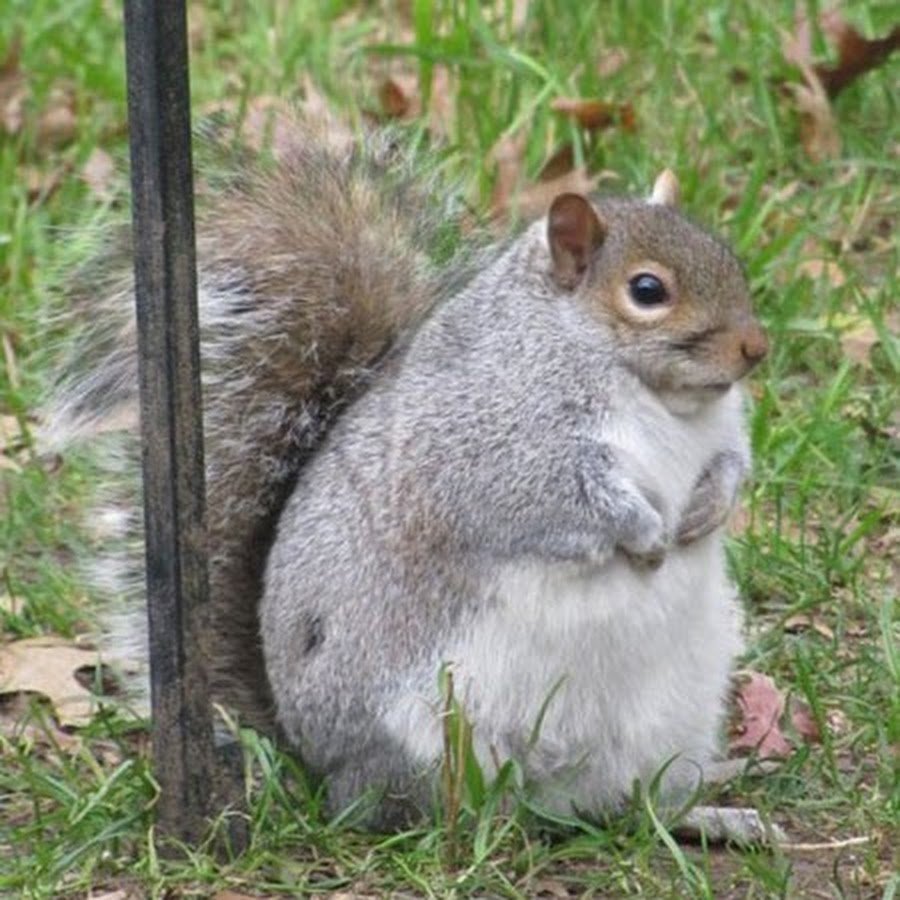 Толстенькая Белочка