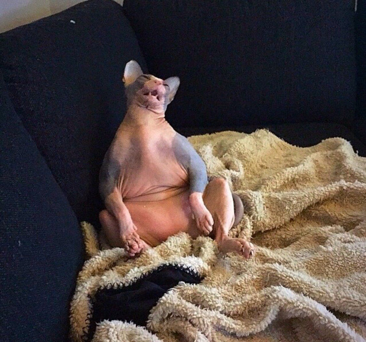 Кот сфинкс толстый смешной