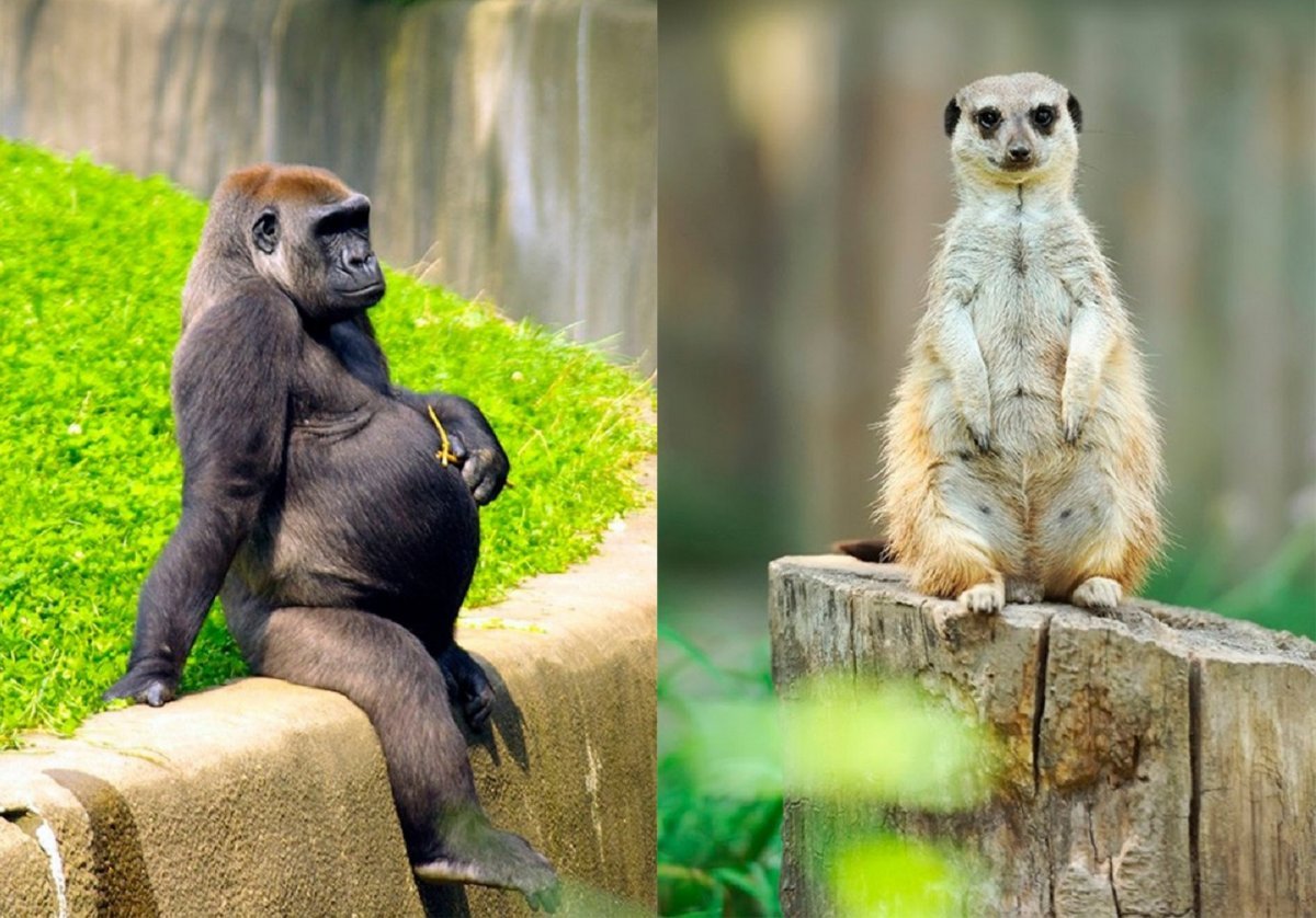Беременные звери в природе