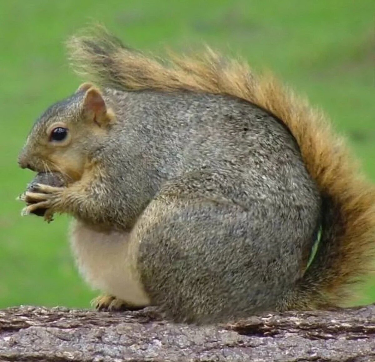 Огромная белка