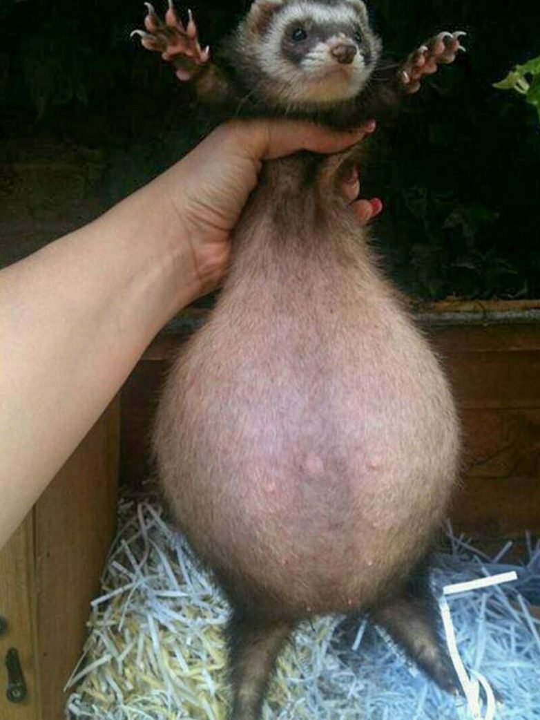 Жирный хорек