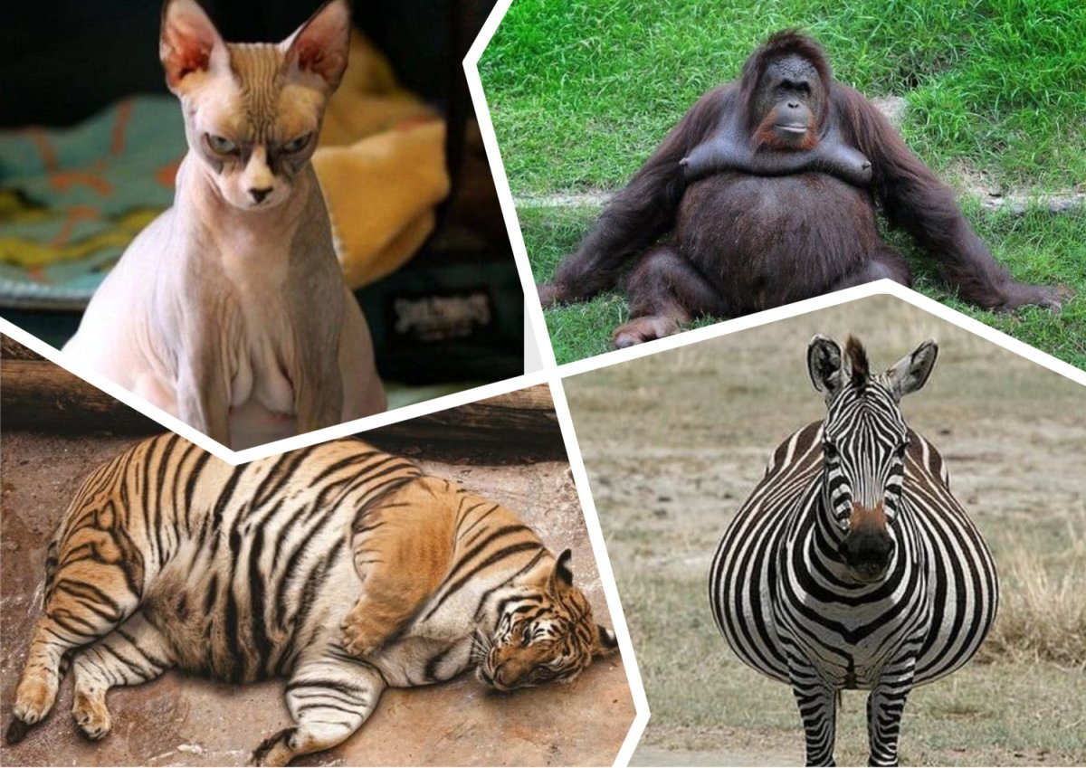 Беременные животные