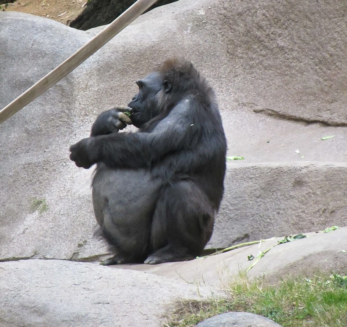 Беременная горилла