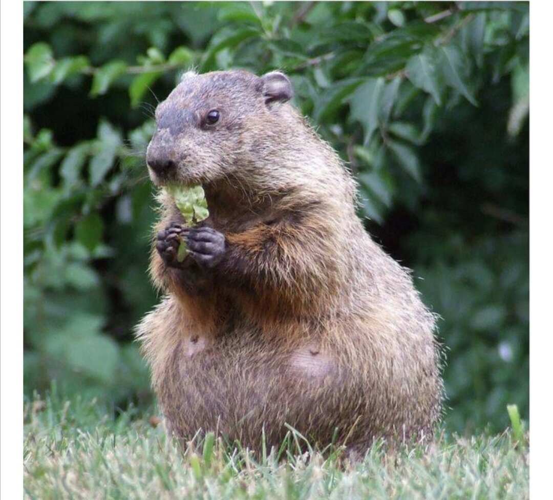 Беременные животные