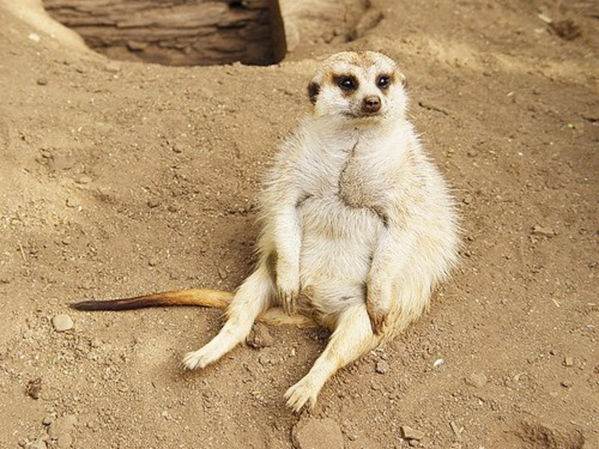 Толстый сурикат