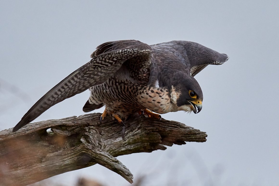 Сокол Сапсан в атаке