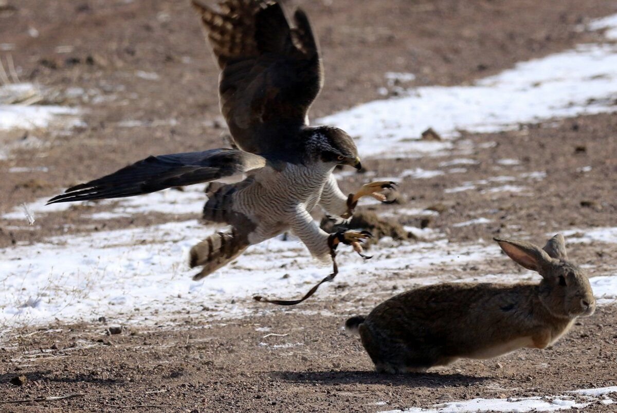 Сапсан птица тату